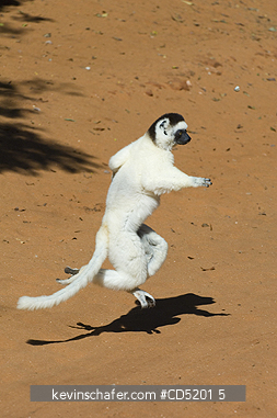 LEMURS: Verreauxs Sifaka Lemur, (Propithecus verreauxi), Dancing, Berenty Reserve, Southern Madagascar