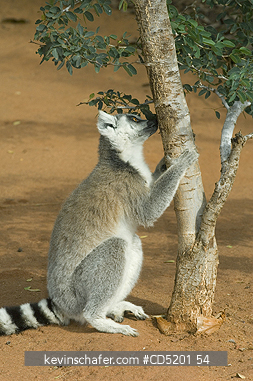 LEMURS: Ring-tailed Lemur, (Lemur catta), sniffing territorial scent, Berenty Reserve, Madagascar