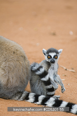 LEMURS: Ring-tailed Lemur, (Lemur catta), mother and young, Berenty Reserve, Madagascar