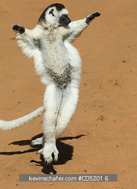 LEMURS: Verreauxs Sifaka Lemur, (Propithecus verreauxi), Jumping on ground,  Berenty Reserve, Southern Madagascar