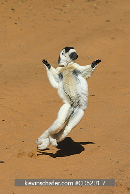 LEMURS: Verreauxs Sifaka Lemur, (Propithecus verreauxi), Jumping on ground,  Berenty Reserve, Southern Madagascar