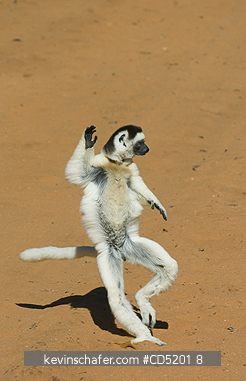 VERREAUX SIFAKA LEMURS: Verreauxs Sifaka Lemur, (Propithecus verreauxi), Jumping on ground, Berenty Reserve, Southern Madagascar