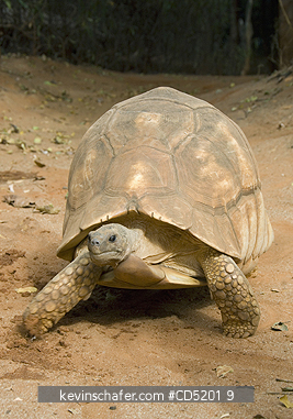 TORTOISES: Madagascar Plowshare or spurred tortoise, (Geochelone yniphora), Endangered, Madagascar, male in captive breeding program, Durrell Wildlife Trust