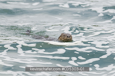 OTTERS, MARINE: Marine Otter (Lontra felina) Swimming at surface, Chiloe Island, Chile, ENDANGERED