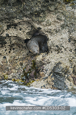 OTTERS, MARINE: Marine Otter (Lontra felina)   Chiloe Island, Chile, ENDANGERED