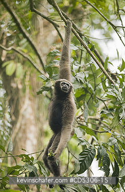 GIBBONS, WESTERN HOOLOCK: Western Hoolock Gibbon (Hoolock hoolock) Female, Gibbon Wildlife Sanctuary, Assam, India  ENDANGERED