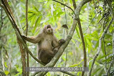 MACAQUE, STUMP TAILED: Stump-tailed Macaque (Macaca arctoides) Male, Gibbon Wildlife Sanctuary, Assam, India