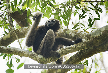 GIBBONS, WESTERN HOOLOCK: Western Hoolock Gibbon (Hoolock hoolock) Female, Gibbon Wildlife Sanctuary, Assam, India  ENDANGERED