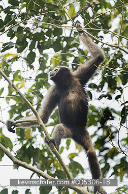 GIBBONS, WESTERN HOOLOCK: Western Hoolock Gibbon (Hoolock hoolock) Female, Gibbon Wildlife Sanctuary, Assam, India  ENDANGERED