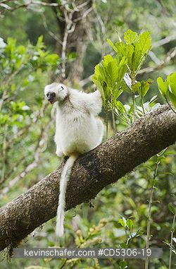 SIFAKA, SILKY: Silky Sifaka (Propithecus candidus) WILD, Marojejy National Park, Madagascar, ENDANGERED