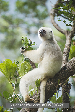 SIFAKA, SILKY: Silky Sifaka (Propithecus candidus) WILD, Marojejy National Park, Madagascar, ENDANGERED