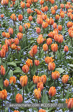 TULIPS, FLOWERS: Tulips and Forget-me-nots, Butchart Gardens, Spring, Vancouver Island, BC  Canada