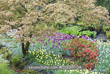 CANADA, BUTCHART GARDEN: Sunken Garden, MAY, Butchart Gardens, Spring, Vancouver Island, BC  Canada
