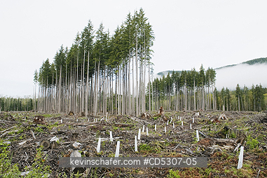 TREE, CANADA: Trees as Crops, Clearcut in progress, Cowichan Valley, Vancouver island, BC Canada