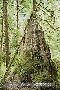 TREE, CANADA: Decaying stump,  Old-Growth Forest, Carmanah Valley, Vancouver Island, BC, CANADA