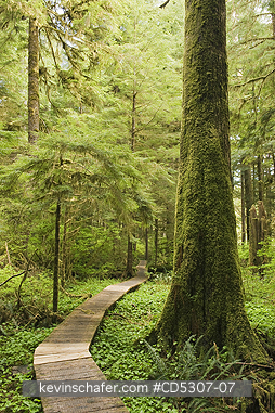 CANADA, CARMANAH VALLEY: Boardwalk Trail through Old-Growth Forest, Carmanah Valley, Vancouver Island, BC, CANADA