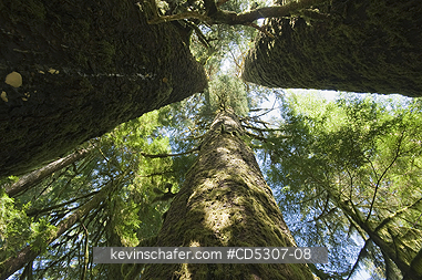 CANADA, CARMANAH VALLEY: Three Sisters, Trio of giant Sitka Spruce (Picea sitchensis), Carmanah Valley, Vancouver island, BC  Canada
