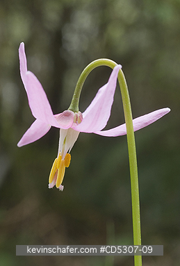 LILIES, PINK FAWN: Pink Fawn Lily (Erythronium revolutum) at Honeymoon Bay, Vancouver Island, British Columbia, Canada