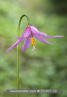 LILIES, PINK FAWN: Pink Fawn Lily (Erythronium revolutum) at Honeymoon Bay, Vancouver Island, British Columbia, Canada