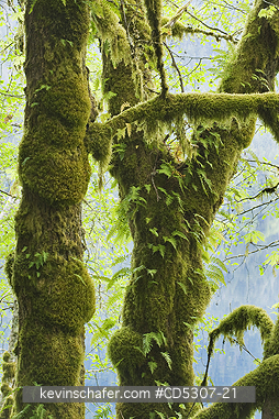 TREE, MAPLES: Bigleaf Maple (Acer macrophyllum) Covered with moss and ferns, Lake Crescent, Olympic National Park, Washington USA