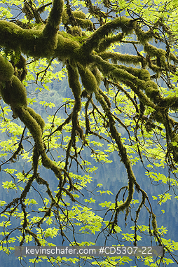 TREE, MAPLES: Bigleaf Maple (Acer macrophyllum) Lake Crescent, Olympic National Park, Washington USA