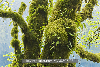 TREE, MAPLES: Bigleaf Maple (Acer macrophyllum) Lake Crescent, Olympic National Park, Washington USA