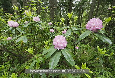 RHODODENDRON: Coast or Pacific Rhododendron (Rhododendron macrophyllum) Mt. Walker, Olympic National Forest, Washington USA - MAY