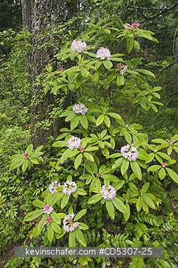 RHODODENDRON: Coast or Pacific Rhododendron (Rhododendron macrophyllum) Mt. Walker, Olympic National Forest, Washington USA - MAY