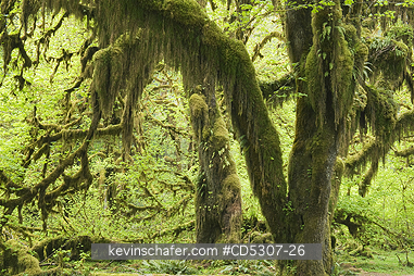 TREE, MAPLES: Bigleaf Maple (Acer macrophyllum) Covered with moss and ferns, Hoh River Valley, Olympic National Park, Washington USA