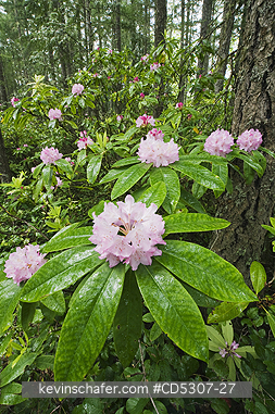 RHODODENDRON: Coast or Pacific Rhododendron (Rhododendron macrophyllum) Mt. Walker, Olympic National Forest, Washington USA - MAY