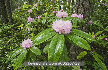 RHODODENDRON: Coast or Pacific Rhododendron (Rhododendron macrophyllum) Mt. Walker, Olympic National Forest, Washington USA - MAY