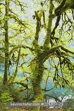 TREE: Trees covered with moss and ferns, Lake Crescent, Olympic National Park, Washington USA