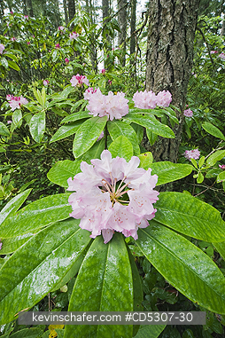 RHODODENDRON: Coast or Pacific Rhododendron (Rhododendron macrophyllum) Mt. Walker, Olympic National Forest, Washington USA - MAY