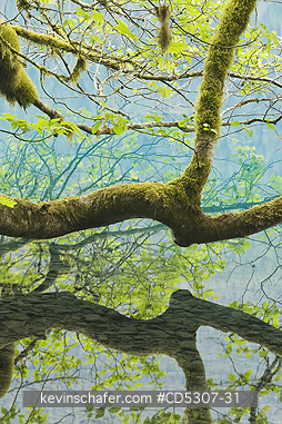 TREE, MAPLES: Bigleaf Maple (Acer macrophyllum) Covered with moss and ferns, Lake Crescent, Olympic National Park, Washington USA