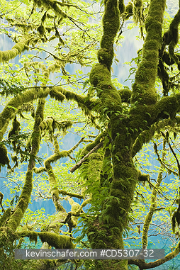 TREE: Trees covered with moss and ferns, Lake Crescent, Olympic National Park, Washington USA