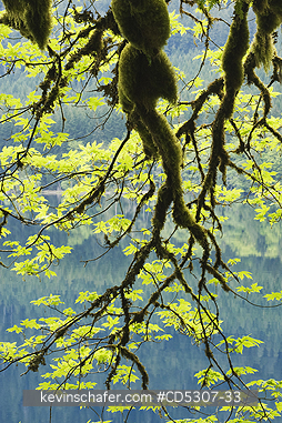 TREES, MAPLES: Bigleaf Maple (Acer macrophyllum) Covered with moss and ferns, Lake Crescent, Olympic National Park, Washington USA