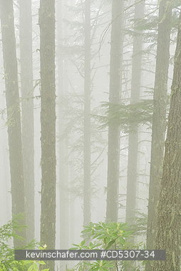 TREES: Fog in forest, Olympic National Forest, Washington USA