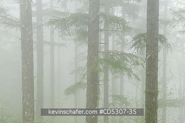 TREES: Fog in forest, Olympic National Forest, Washington USA