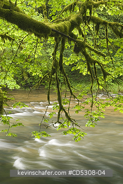 OREGON, RIVERS: Temperate Rainforest, Mellicoma River, Coos County, Oregon, MAY