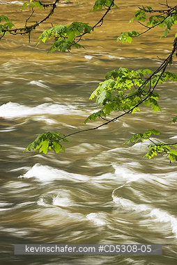 OREGON, RIVERS: Mellicoma River, Coos County, Oregon, MAY