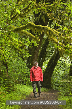 OREGON: Man walking in Temperate Rainforest, Mellicoma River, Coos County, Oregon, MAY