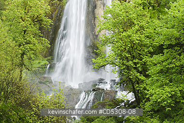 OREGON, SILVER FALLS: Silver Falls, Golden and Silver Falls State Park,  Mellicoma River, Coos County, Oregon, MAY