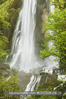 OREGON, SILVER FALLS: Silver Falls, Golden and Silver Falls State Park,  Mellicoma River, Coos County, Oregon, MAY