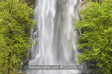OREGON, SILVER FALLS: Silver Falls, Golden and Silver Falls State Park,  Mellicoma River, Coos County, Oregon, MAY