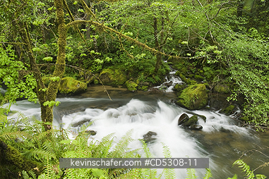 OREGON, RAINFOREST: Temperate Rainforest, Mellicoma River, Coos County, Oregon, MAY