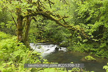 OREGON, RIVER: Temperate Rainforest, Mellicoma River, Coos County, Oregon, MAY