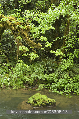 OREGON, RIVERS: Temperate Rainforest, Mellicoma River, Coos County, Oregon, MAY