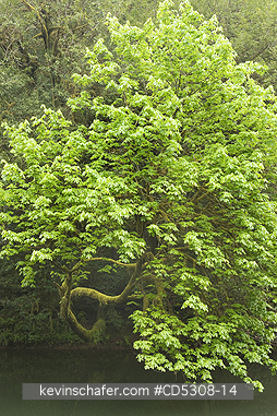 OREGON, TREES: Bigleaf Maple (Acer macrophyllum) Leaning over Millicoma River, Cascade Mountains, Oregon
