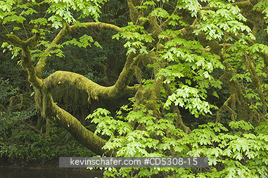 OREGON, TREES: Bigleaf Maple (Acer macrophyllum) Leaning over Millicoma River, Cascade Mountains, Oregon