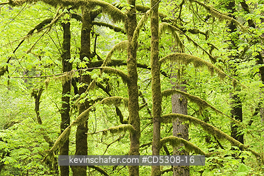 OREGON, FORESTS: Temperate Rainforest, Mellicoma River, Coos County, Oregon, MAY